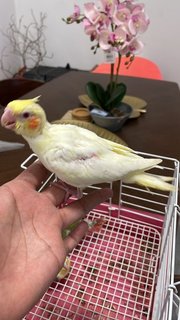 Tweety - Cockatiel Bird