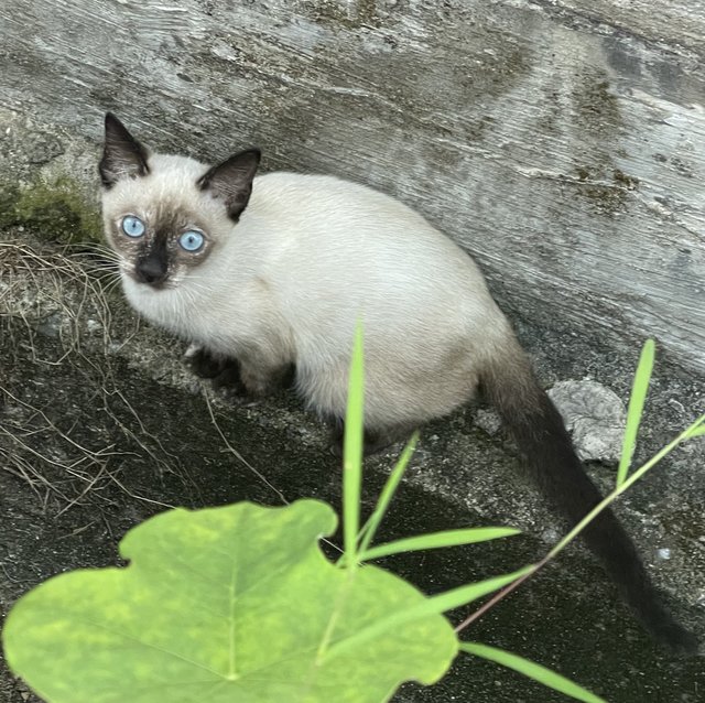 PF126337 - Siamese Cat