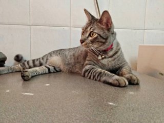 Panther/chiko - Domestic Short Hair Cat