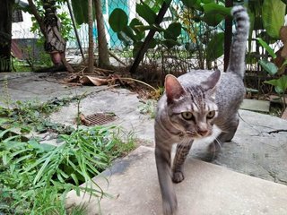 Panther/chiko - Domestic Short Hair Cat