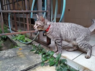 Panther/chiko - Domestic Short Hair Cat