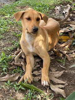 Roxy - Mixed Breed Dog