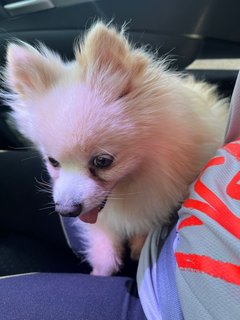 Lengleng - Pomeranian Dog