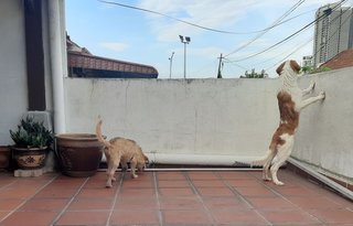 Wesak Day Puppies - Mixed Breed Dog