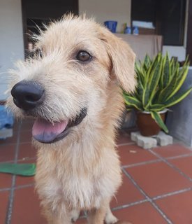 Wesak Day Puppies - Mixed Breed Dog