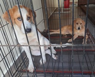 Wesak Day Puppies - Mixed Breed Dog