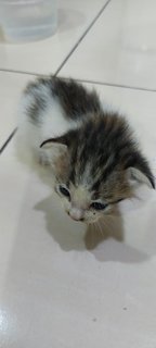 Kittens - Domestic Medium Hair Cat