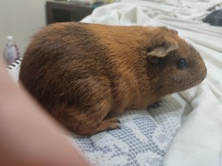 Lia,teddy - Guinea Pig Small & Furry