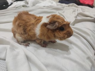 Lia,teddy - Guinea Pig Small & Furry