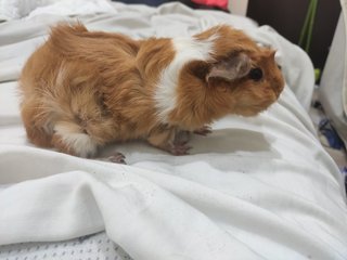 Lia,teddy - Guinea Pig Small & Furry