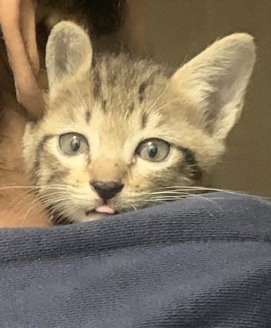 Rowdy - Bengal + Domestic Medium Hair Cat