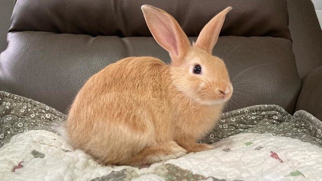 Baby Male Bunny For Adoption - Bunny Rabbit + Holland Lop Rabbit