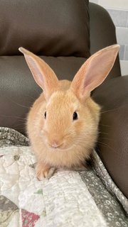 Baby Male Bunny For Adoption - Bunny Rabbit + Holland Lop Rabbit