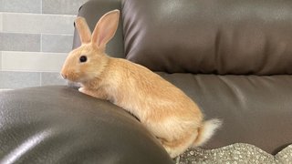 Baby Male Bunny For Adoption - Bunny Rabbit + Holland Lop Rabbit