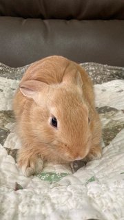 Baby Male Bunny For Adoption - Bunny Rabbit + Holland Lop Rabbit