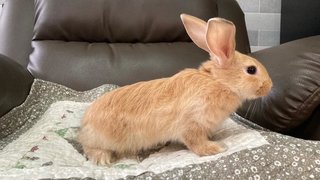 Baby Male Bunny For Adoption - Bunny Rabbit + Holland Lop Rabbit