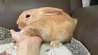 Baby Male Bunny For Adoption - Bunny Rabbit + Holland Lop Rabbit