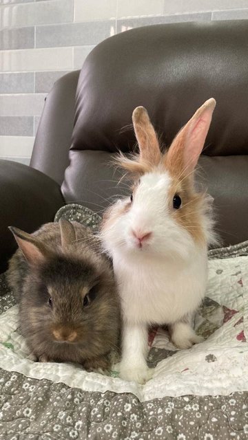 2 Female Bunnies For Adoption - Bunny Rabbit + Lionhead Rabbit