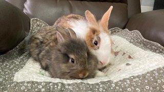 2 Female Bunnies For Adoption - Bunny Rabbit + Lionhead Rabbit