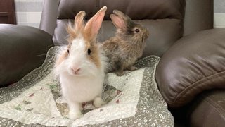 2 Female Bunnies For Adoption - Bunny Rabbit + Lionhead Rabbit