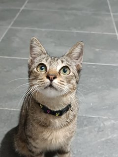 Naebi - Domestic Short Hair Cat