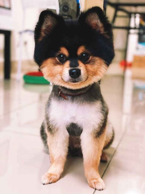 Tanjiro - Pomeranian Dog