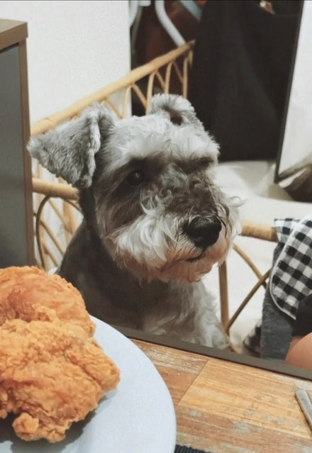 Bruno - Schnauzer Dog