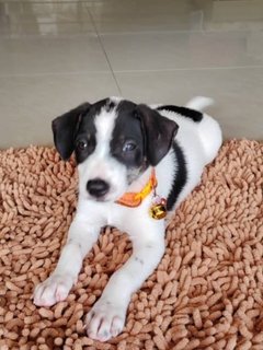 Lucas. - Jack Russell Terrier + Rat Terrier Dog