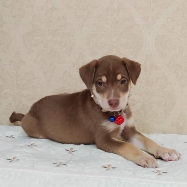 Goofy - Australian Shepherd + Siberian Husky Dog