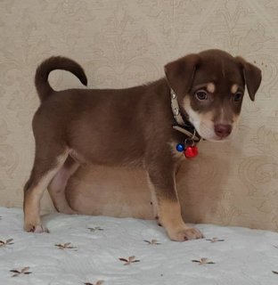 Goofy - Australian Shepherd + Siberian Husky Dog