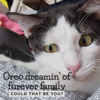 Oreo - Domestic Short Hair Cat