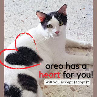 Oreo - Domestic Short Hair Cat