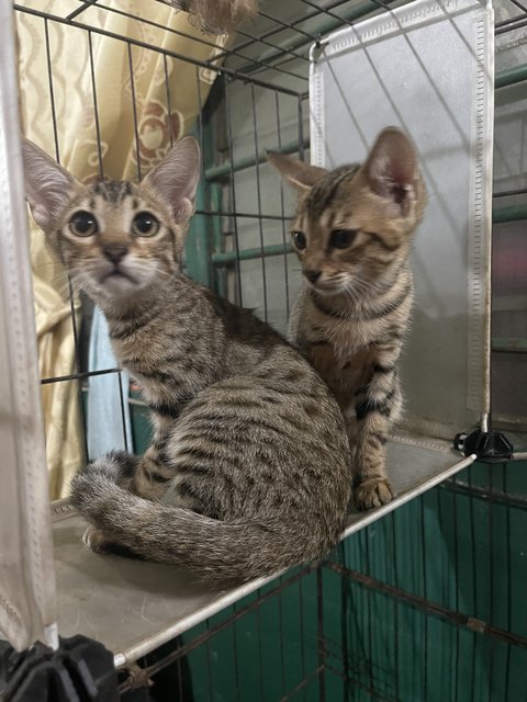 Tuty &amp; Tita - Munchkin + Bengal Cat