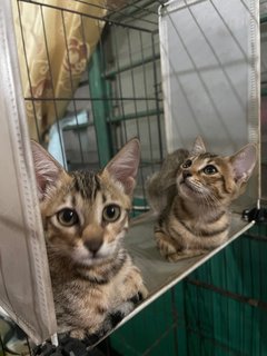 Tuty &amp; Tita - Munchkin + Bengal Cat