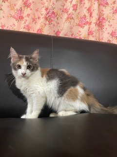 Molly - American Curl + Domestic Long Hair Cat