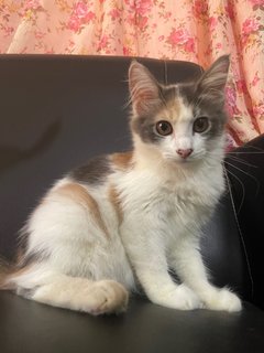 Molly - American Curl + Domestic Long Hair Cat