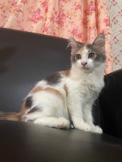 Molly - American Curl + Domestic Long Hair Cat