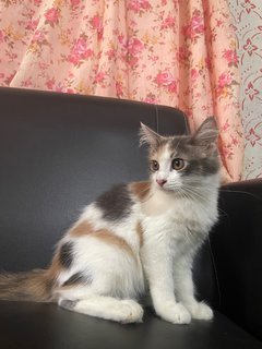 Molly - American Curl + Domestic Long Hair Cat