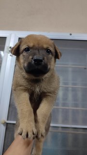 Unknown  - Mixed Breed Dog