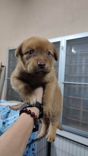 Unknown  - Mixed Breed Dog