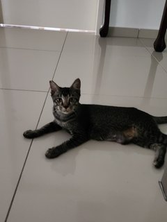 Lola - Domestic Short Hair Cat