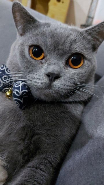 Alex - British Shorthair Cat