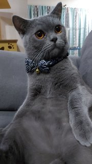 Alex - British Shorthair Cat