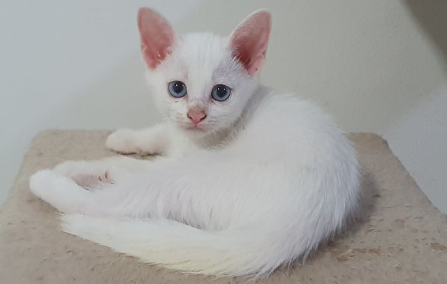 Blueyes - Domestic Short Hair Cat