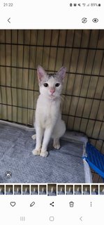   Subiaco (Fka Philip) - Domestic Short Hair Cat