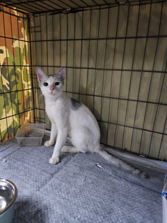   Subiaco (Fka Philip) - Domestic Short Hair Cat