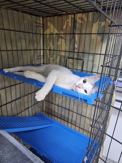   Subiaco (Fka Philip) - Domestic Short Hair Cat