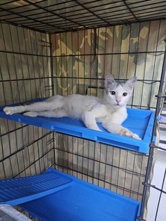   Subiaco (Fka Philip) - Domestic Short Hair Cat