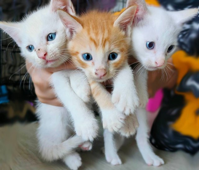 Siamese Mommy &amp; Babies - Domestic Short Hair Cat