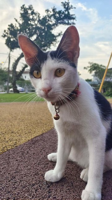 Cute Cat - Domestic Short Hair Cat